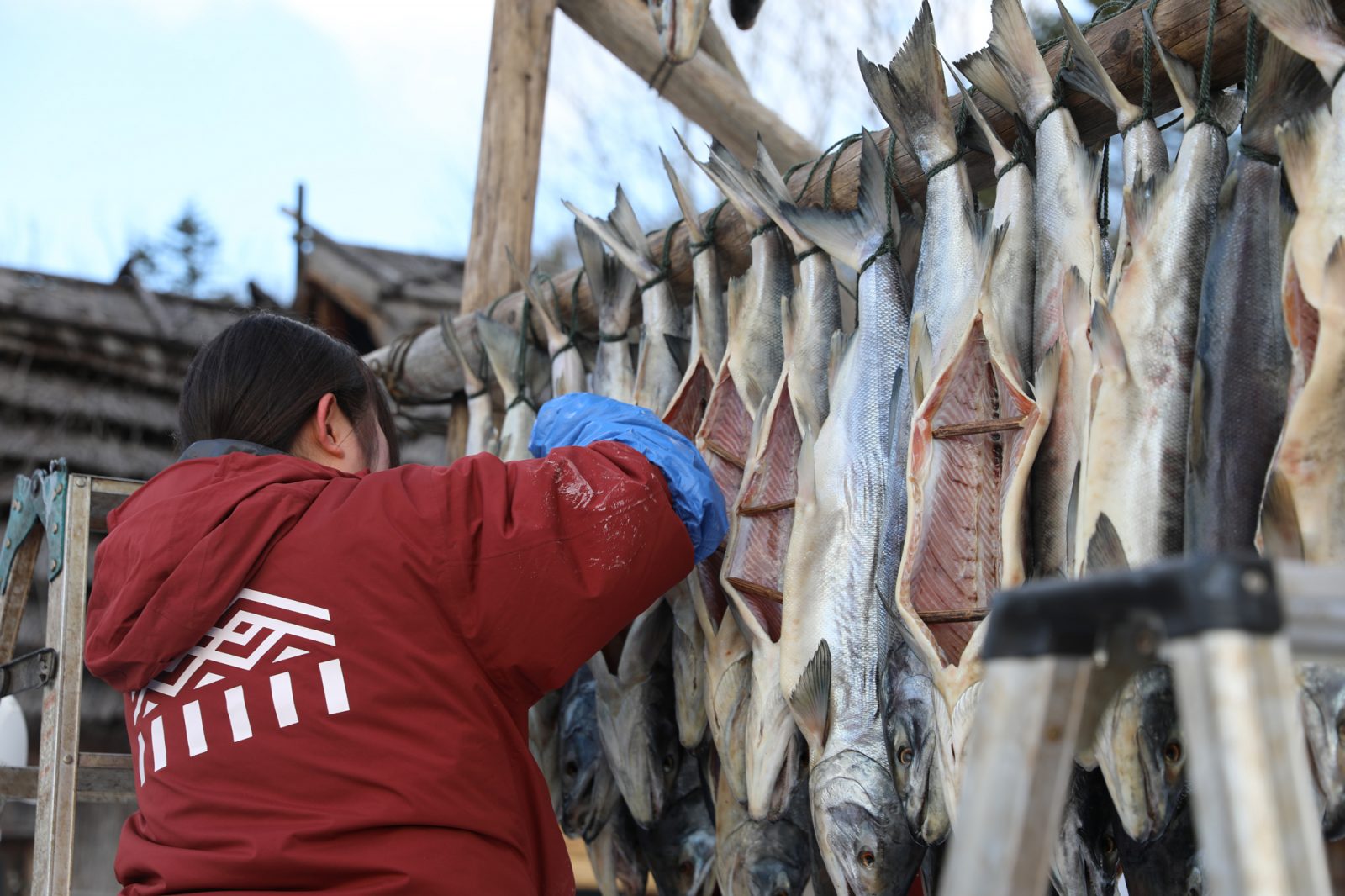 屋外の木組みに鮭を干す人物